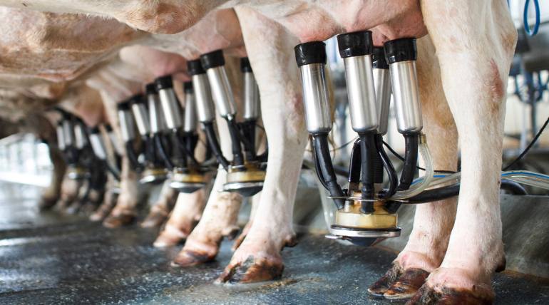 a-producao-de-laticinios-emite-tantos-gases-com-efeito-de-estufa-quanto-um-pais-como-o-reino-unido