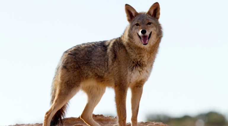 os-animais-carnivoros-parecem-ter-maior-risco-de-cancro-do-que-os-herbivoros