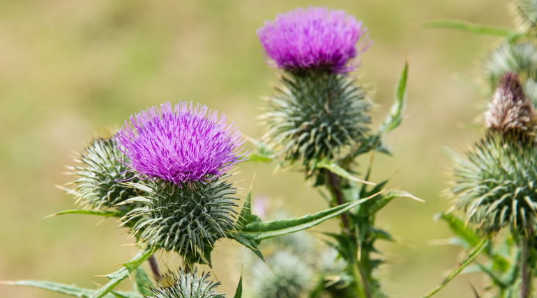 cardo-mariano-podera-inibir-celulas-estaminais-de-cancro-colorretal
