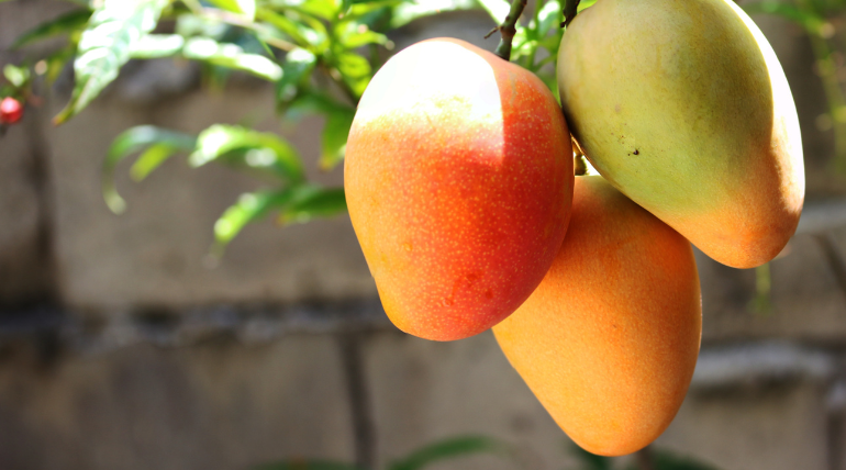 fitoquimico-presente-nas-mangas-com-propriedades-anticancerigenas