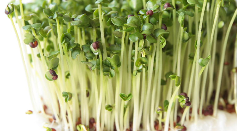germinados-de-brocolos-poderao-prevenir-recidivas-de-cancros-da-cabeca-e-pescoco