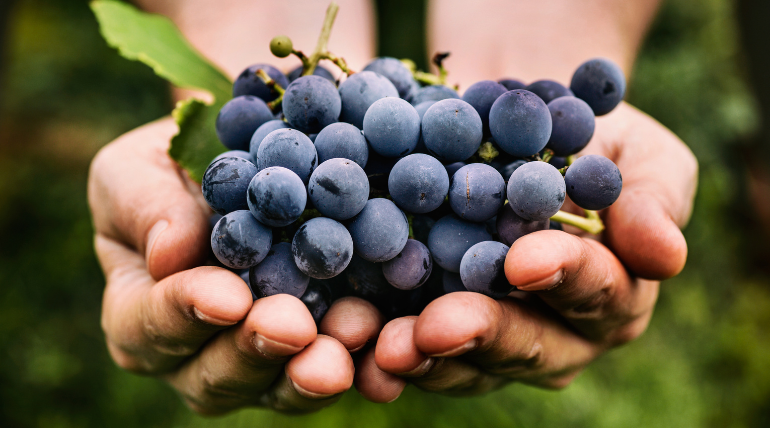 o-resveratrol-uvas-pode-inibir-o-metabolismo-alterado-das-celulas-de-cancro