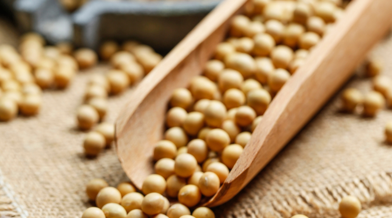 propriedades-e-mitos-da-soja-parte-1-de-2