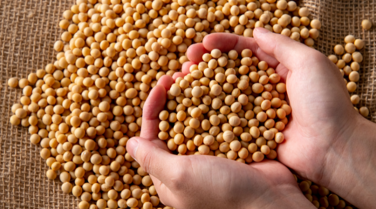 propriedades-e-mitos-da-soja-parte-2-de-2