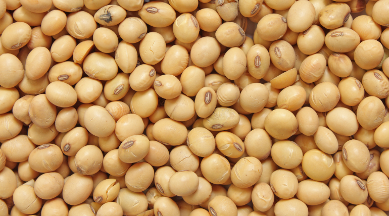 soja-podera-ser-eficaz-na-prevencao-de-cancro-colo-retal-e-na-metastizacao-da-doenca